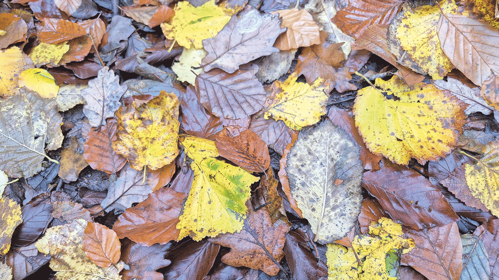 Nature on our doorsteps: Recycling essential carbon Nature on our doorsteps: Recycling essential carbon