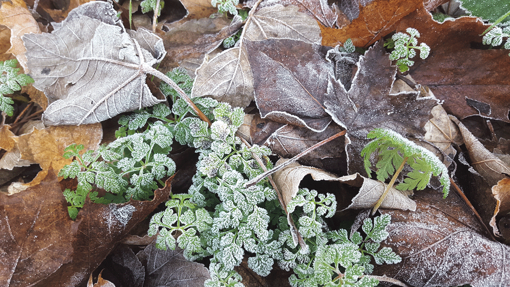 Nature on our doorsteps: The effects of freezing frosts