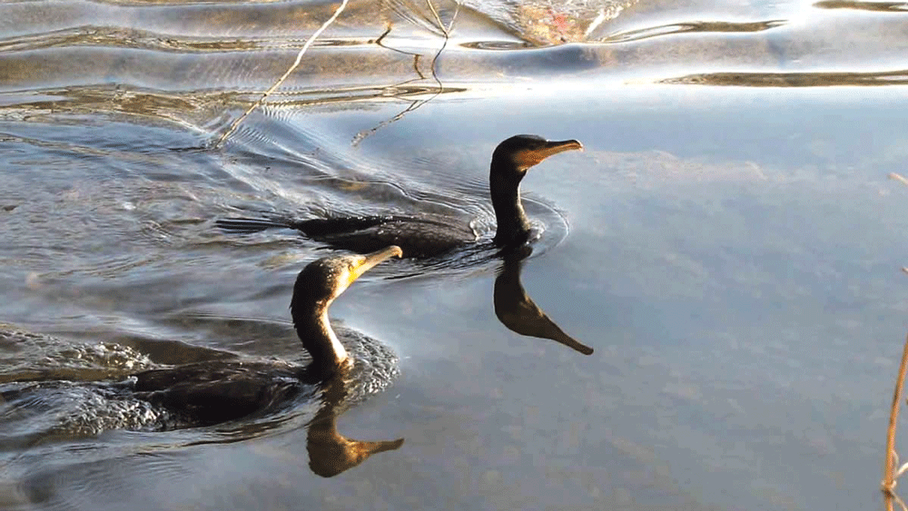 Dodder Action are delighted with tidy towns recognition Dodder Action are delighted with tidy towns recognition