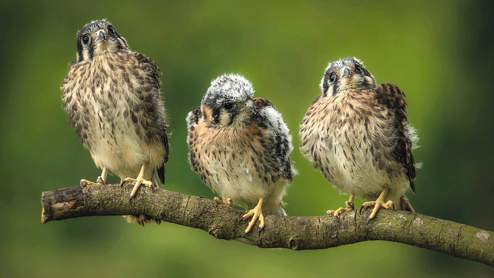 Camera Club host annual exhibition