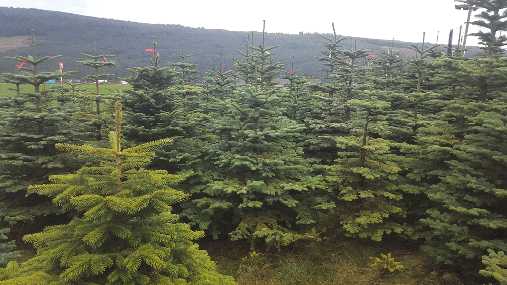 Nature on our doorsteps: Decisions, decisions … Nature on our doorsteps: Decisions, decisions …