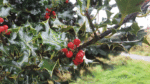 Nature on our doorsteps: Deck the halls with boughs of Holly …