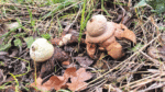 Nature on our doorsteps: The very unusual Earth Star fungus