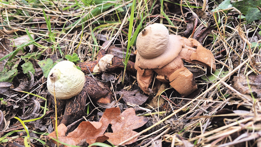 Nature on our doorsteps: The very unusual Earth Star fungus