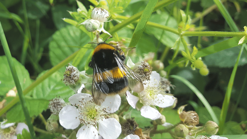 Nature on our doorsteps: Bumblebees in wintertime