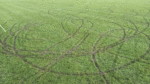 Club ‘extremely disappointed’ after soccer pitch vandalised by tyre tracks