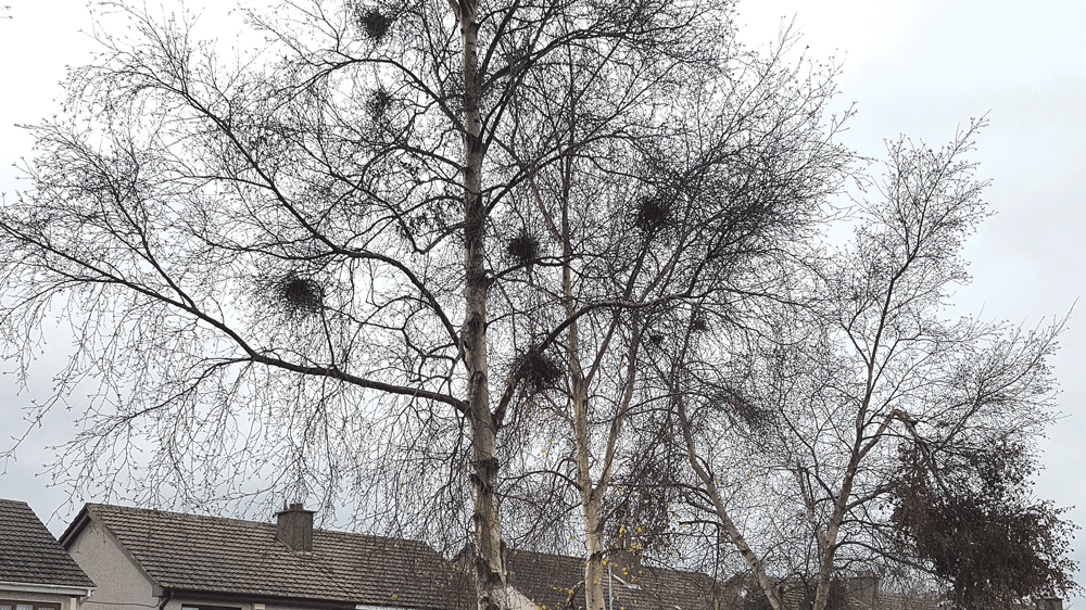 Nature on our doorsteps: Tangles of twigs