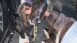 Heartbreaking pregnant horse struggles and dies on the road