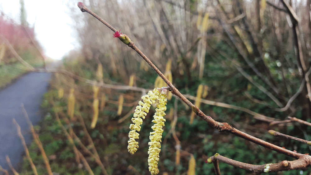 Nature on our doorsteps: Yellow Lambs’ tails