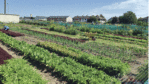 Allotment site with 29 plots will open in Newcastle later this year