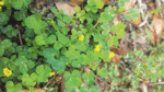 Nature on our doorsteps: The Irish Shamrock