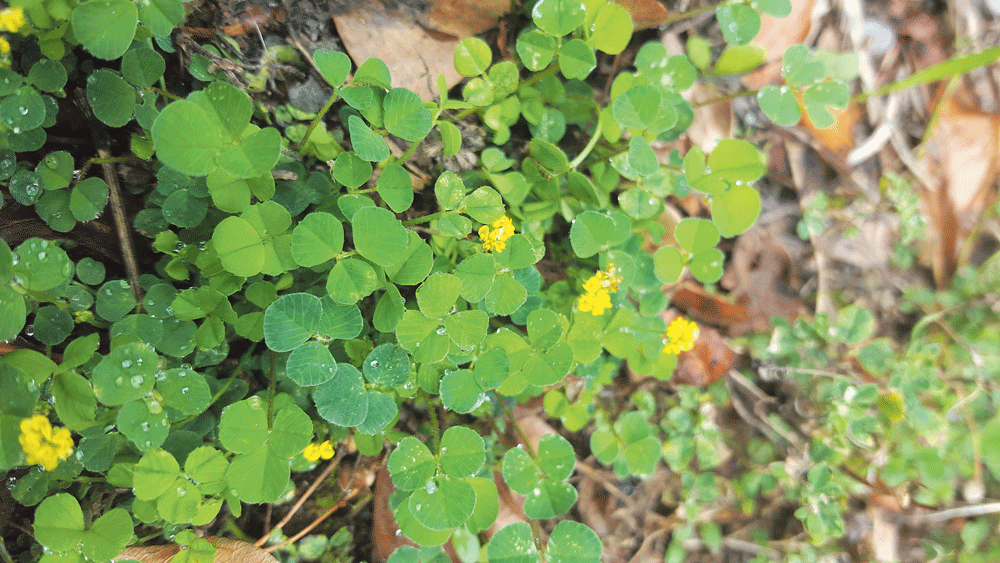 Nature on our doorsteps: The Irish Shamrock