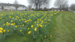 Nature on our doorsteps: Dancing Daffodils