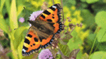 Nature on our doorsteps: Early season butterflies