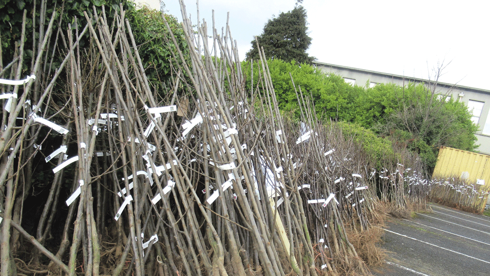 Boomin’ Crumlin Orchard Project to give away native trees on sixth anniversary