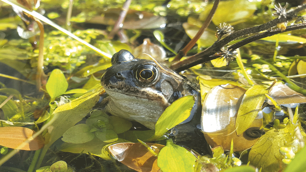 Nature on our doorsteps: Frogs and Toads