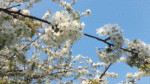 Nature on our doorsteps: The Dance of the Cherry Trees