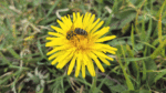 Nature on our doorsteps: The top ten favourite plants for bees