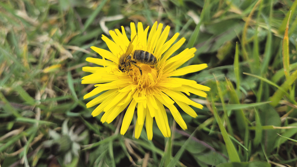 Nature on our doorsteps: The top ten favourite plants for bees