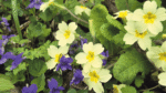 Nature on our doorsteps: A springtime partnership