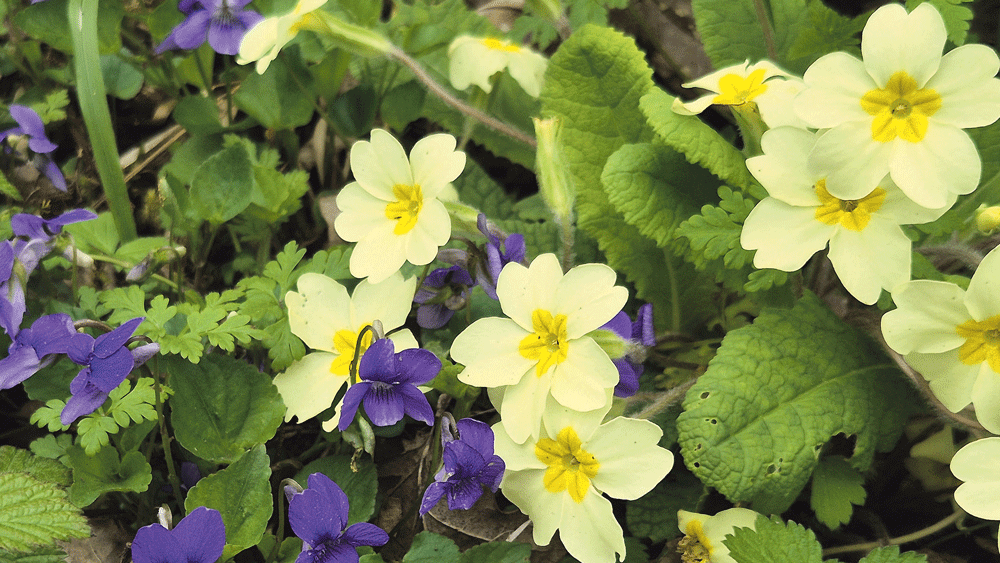 Nature on our doorsteps: A springtime partnership