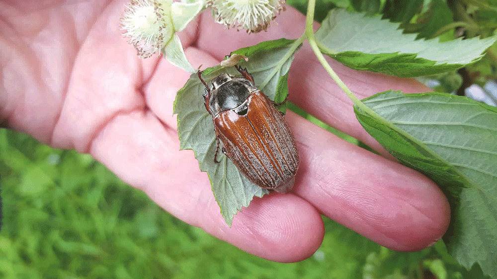 Nature on our doorsteps: The ‘Doodlebug’ May Beetle Nature on our doorsteps: The ‘Doodlebug’ May Beetle
