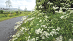 Nature on our doorsteps: Wildflowers in early summer hedgerows