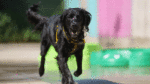 Dog owners urged to rethink their daily routines during warm days