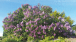 Nature on our doorsteps: Flowering trees for the small garden