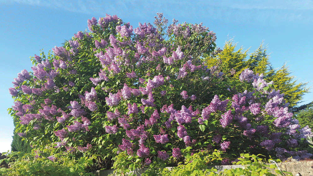 Nature on our doorsteps: Flowering trees for the small garden