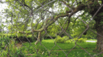 Warning letter issued as tree damaged on site for 171 units