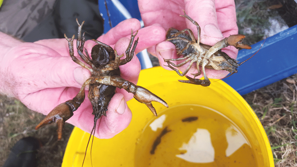 Nature on our doorsteps: ‘Check, Clean, Dry’ to protect threatened Crayfish Nature on our doorsteps: ‘Check, Clean, Dry’ to protect threatened Crayfish