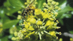 Nature on our doorsteps: Are wasps any benefit in nature?