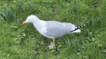Nature on our doorsteps: An unusual way  to catch worms …