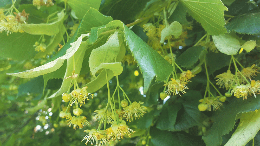 Nature on our doorsteps: Summertime trees in flower Nature on our doorsteps: Summertime trees in flower