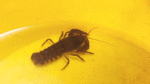 Crayfish plague reported in  River Camac