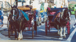 Moves to change outdated laws about horse carriages on streets
