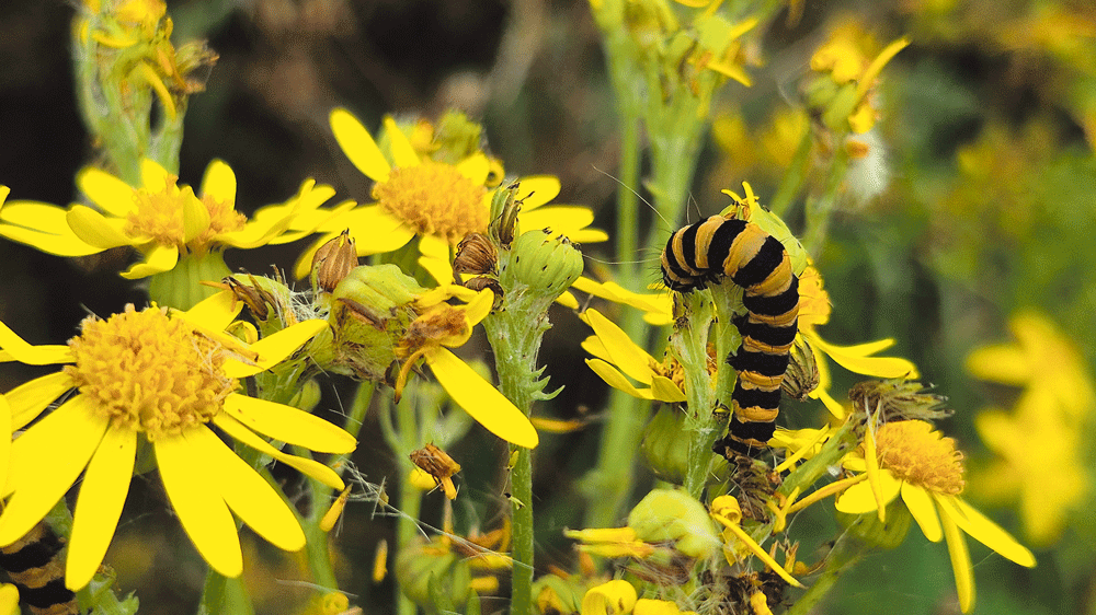Nature on our doorsteps: Ragwort and the Cinnabar Moth Nature on our doorsteps: Ragwort and the Cinnabar Moth