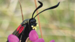 Nature on our doorsteps: Moths as pollinators