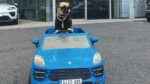 Reggie looks set to give judges paws for thought in Nose of Tralee competition