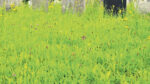 Grass-cutting in Buirg an Rí and a problem with pollinator-friendly hedges