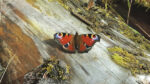 Nature on our doorsteps: Solar panel wings