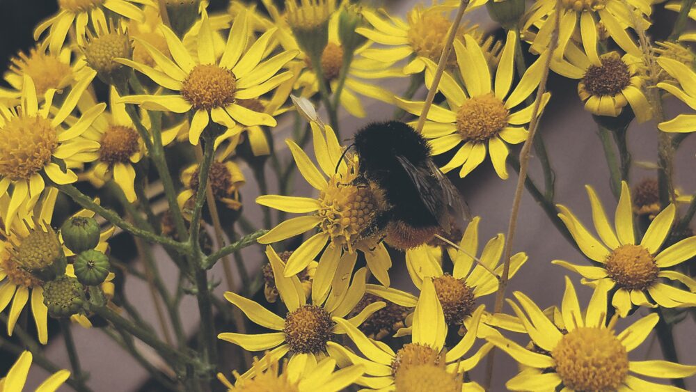 Nature on our doorsteps: A really gruesome bumblebee parasite Nature on our doorsteps: A really gruesome bumblebee parasite