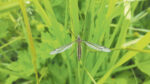 Nature on our doorsteps: What’s in a name?