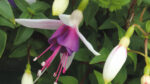Nature on our doorsteps: Fairy-like Fuchsia