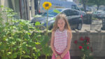 Old Bawn girl’s ‘humongous’ sunflowers tower over estate