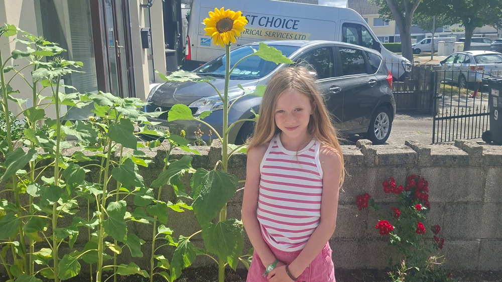 Old Bawn girl’s ‘humongous’ sunflowers tower over estate Old Bawn girl’s ‘humongous’ sunflowers tower over estate