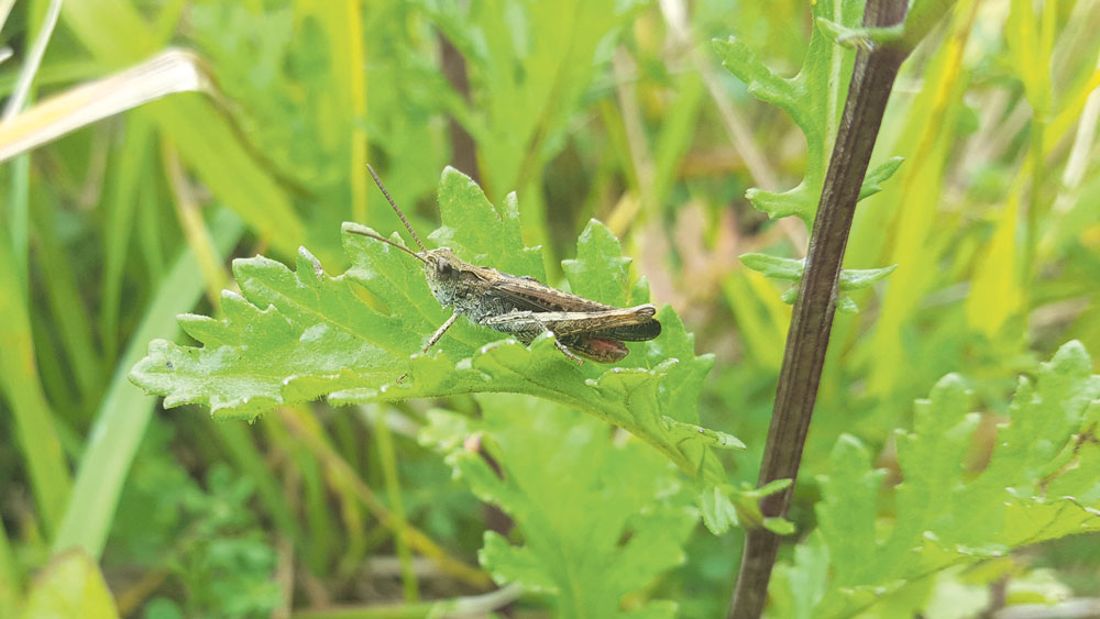 Nature on our doorsteps: Grasshoppers Nature on our doorsteps: Grasshoppers