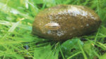 Nature on our doorsteps: The Woodlouse Fly