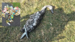 Frustration over delay in action following swan deaths